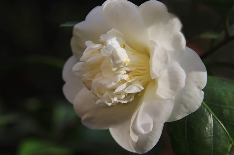 Evergreen Shrubs