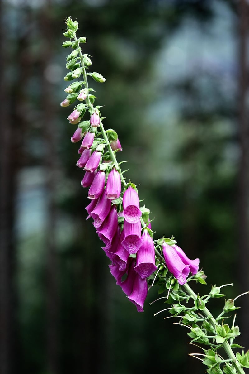 Foxglove flower