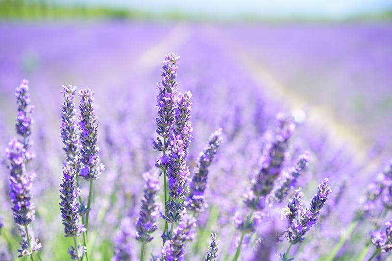 Lavender flower