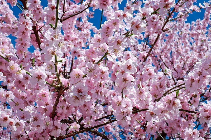 Sakura Blossoms
